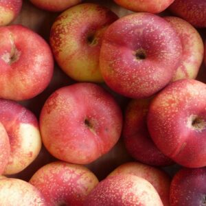 Nectarine plate blanche-