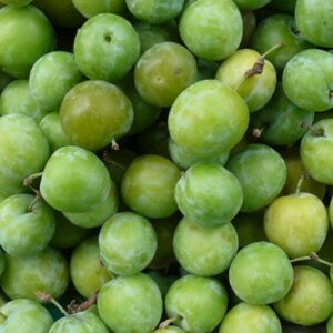 Prune Reine Claude origine Moissac France-