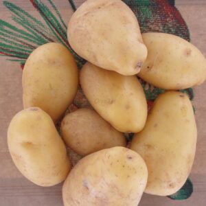 image-produit-Pomme de terre origine Noirmoutier