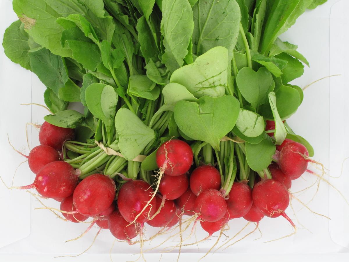 Radis Rouge Botte Bio Origine France (Local)