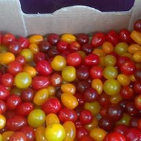Tomates Cerises Méli-Mélo Origine France