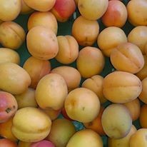 Abricot Origine Espagne