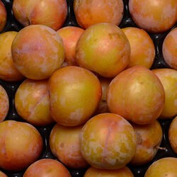 Prune Sun Origine France